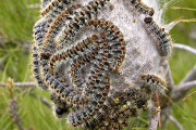 chenilles processionnaires du pin
