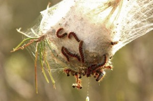 chenilles processionnaires du pin
