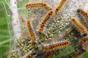nid de chenilles processionnaires