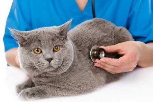 Les aliments &agrave; eviter