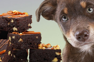 Pas de chocolat pour les chiens et chats